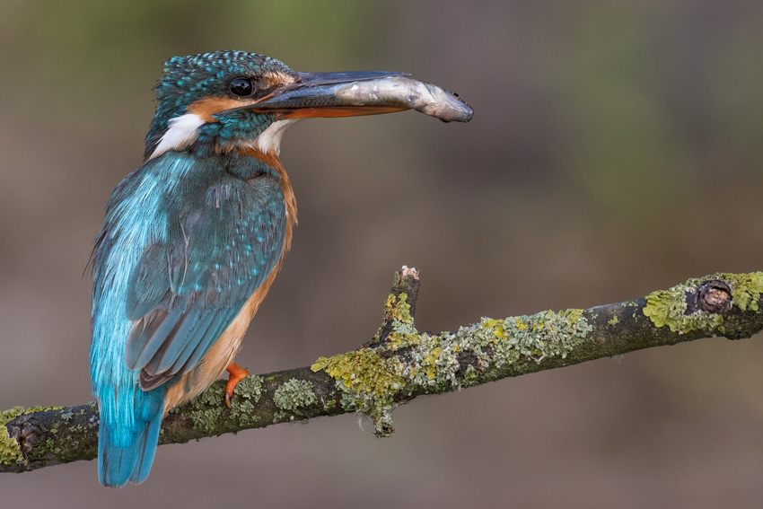 Fotograf: Henning Bossen Titel: Female Kingfisher with fish - Nordisk mester 2022 i farve